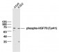 phospho-HSP70 (Tyr41) Rabbit pAb